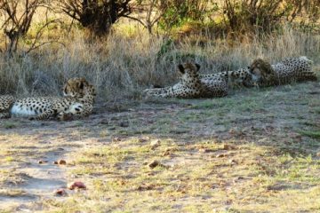 Geparden während einer Kenia Safari mit Keniaspezialist keniaurlaub.de Reisekontor Schmidt