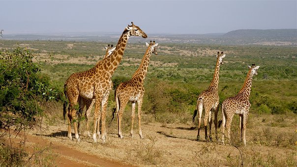 Kenia Safari Tour Giraffen