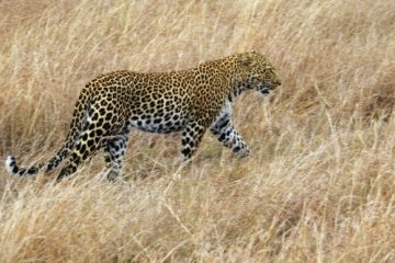 Leopard während einer Kenia Safari mit Keniaspezialist keniaurlaub.de Reisekontor Schmidt