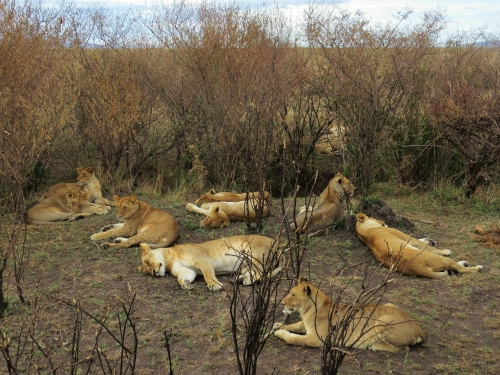 Löwengruppe während einer Kenia Safari mit Keniaspezialist keniaurlaub.de Reisekontor Schmidt