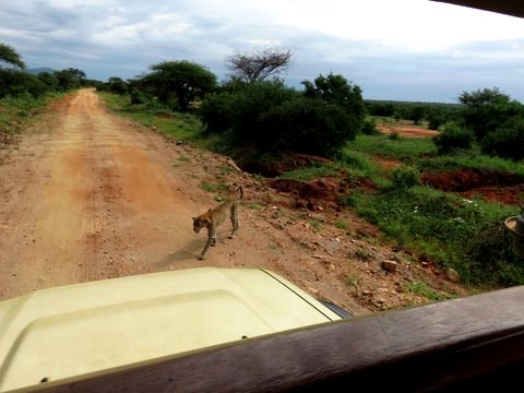 auf Kenia Safari Tour im Tsavo West Nationalpark mit KeniaSpezialist Keniaurlaub.de Reisekontor Schmidt
