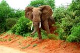Elefant während einer Kenia Safari im Tsavo West Nationalpark mit KeniaSpezialist Keniaurlaub.de Reisekontor Schmidt