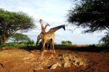 Giraffen während einer Kenia Safari im Tsavo West Nationalpark mit KeniaSpezialist Keniaurlaub.de Reisekontor Schmidt