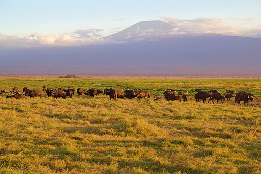 Kenia Urlaub Safari Kilimanjaro Amboseli Nationalpark