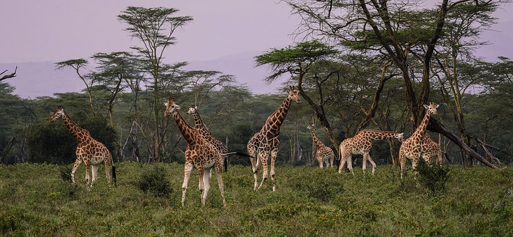 Kenia Safari Giraffen in der Savanne