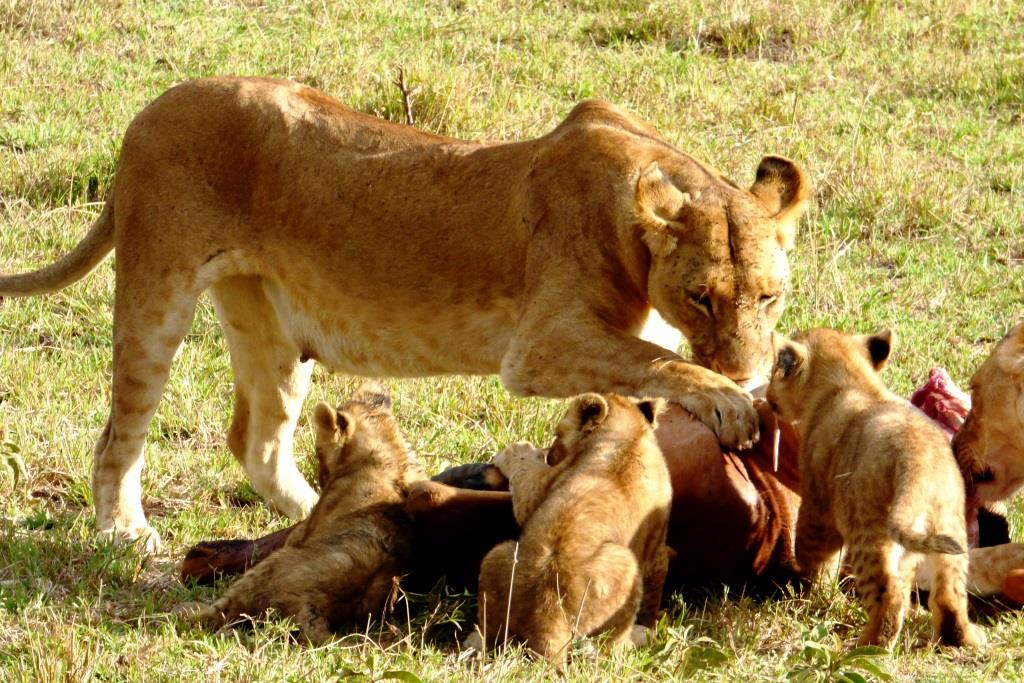 Kenia Safari Tour Löwen während einer Safari mit KeniaSpezialist keniaurlaub.de Reisekontor Schmidt