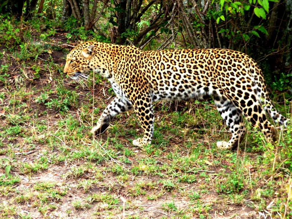Kenia Reise mit Masai Mara Safaritour mit KeniaSpezialist Keniaurlaub.de Reisekontor Schmidt Leipzig, Safari Tour - Leopard