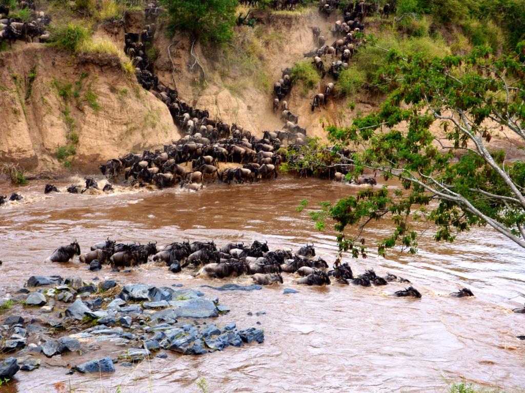 Kenia Reise mit Masai Mara Safaritour mit KeniaSpezialist Keniaurlaub.de Reisekontor Schmidt Leipzig, Safari Tour - Gnu Crossing Mara River Masai Mara