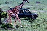 Safari in der Masai Mara - Reisegruppe des Kenia Spezialist keniaurlaub.de Reisekontor Schmidt Leipzig