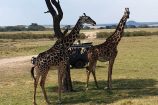 Safari in der Masai Mara - Reisegruppe des Kenia Spezialist keniaurlaub.de Reisekontor Schmidt Leipzig