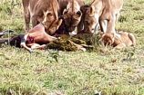 Safari in der Masai Mara - Reisegruppe des Kenia Spezialist keniaurlaub.de Reisekontor Schmidt Leipzig - hungrige Löwen