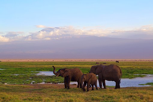 Elefanten im Amboseli NP Kenia Safari Tour