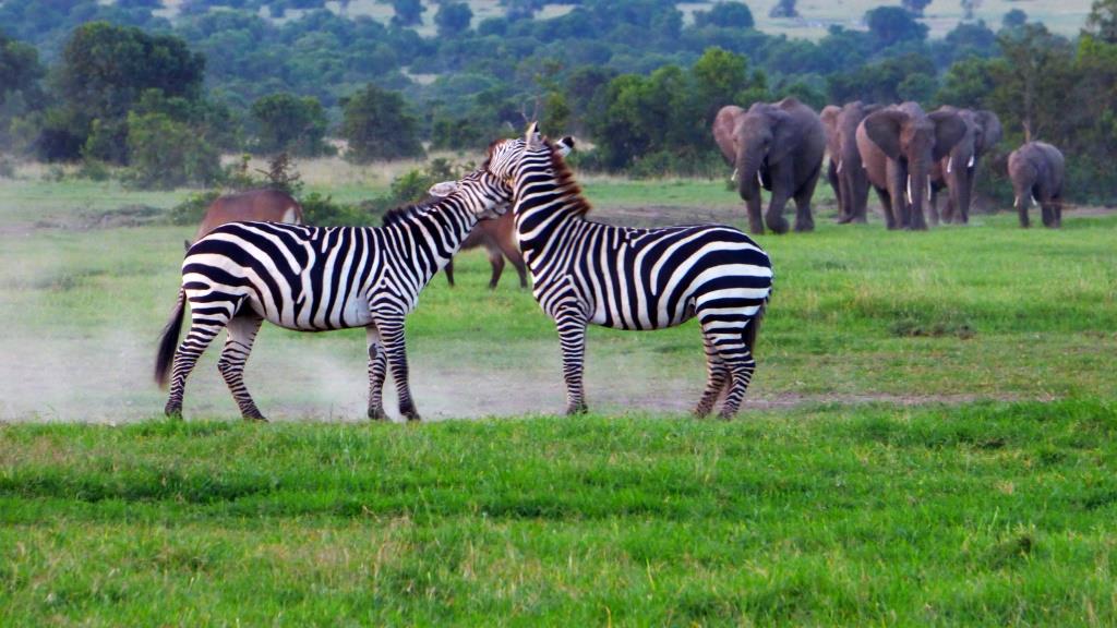 Kenia Safari Tour Zebras kämpfen