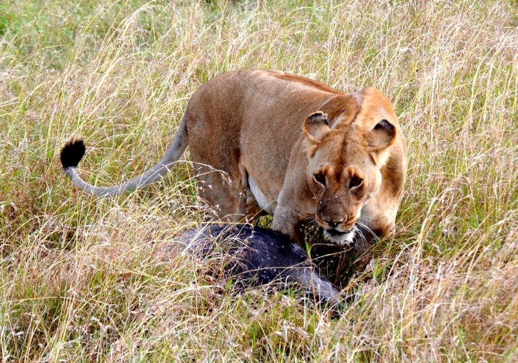 Löwin während einer Safari in Kenia mit KeniaSpezialist Keniaurlaub.de Reisekontor Schmidt