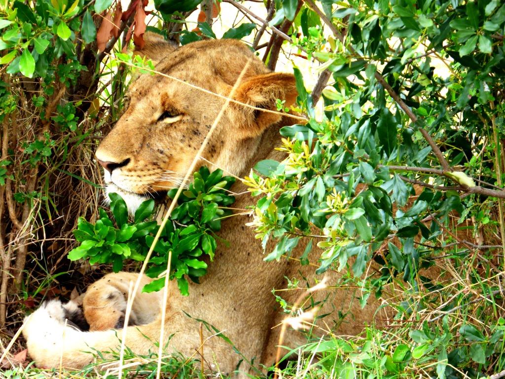 Löwin auf einer Kenia Safari Tour in der Masai Mara mit Keniaspezialist Keniaurlaub.de Reisekontor Schmidt Leipzig