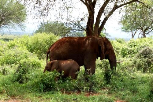 Elefanten im Tsavo Ost Nationalpark Kenia während einer Kenia Safari mit KeniaSpezialist keniaurlaub.de Reisekontor Schmidt Leipzig