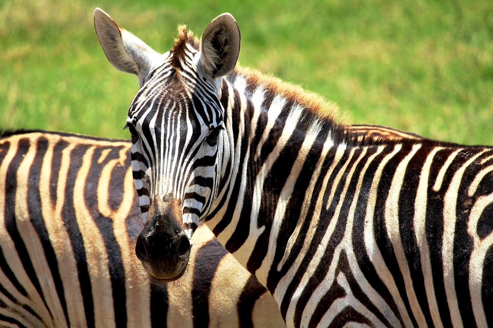 Kenia Safari: Zebras im Tsavo während eines Keniaurlaubs