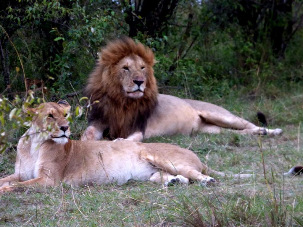 Löwen in der Masai Mara während einer Kenia Safari mit Keniaspezialist Keniaurlaub. de Reisekontor Schmidt Leipzig