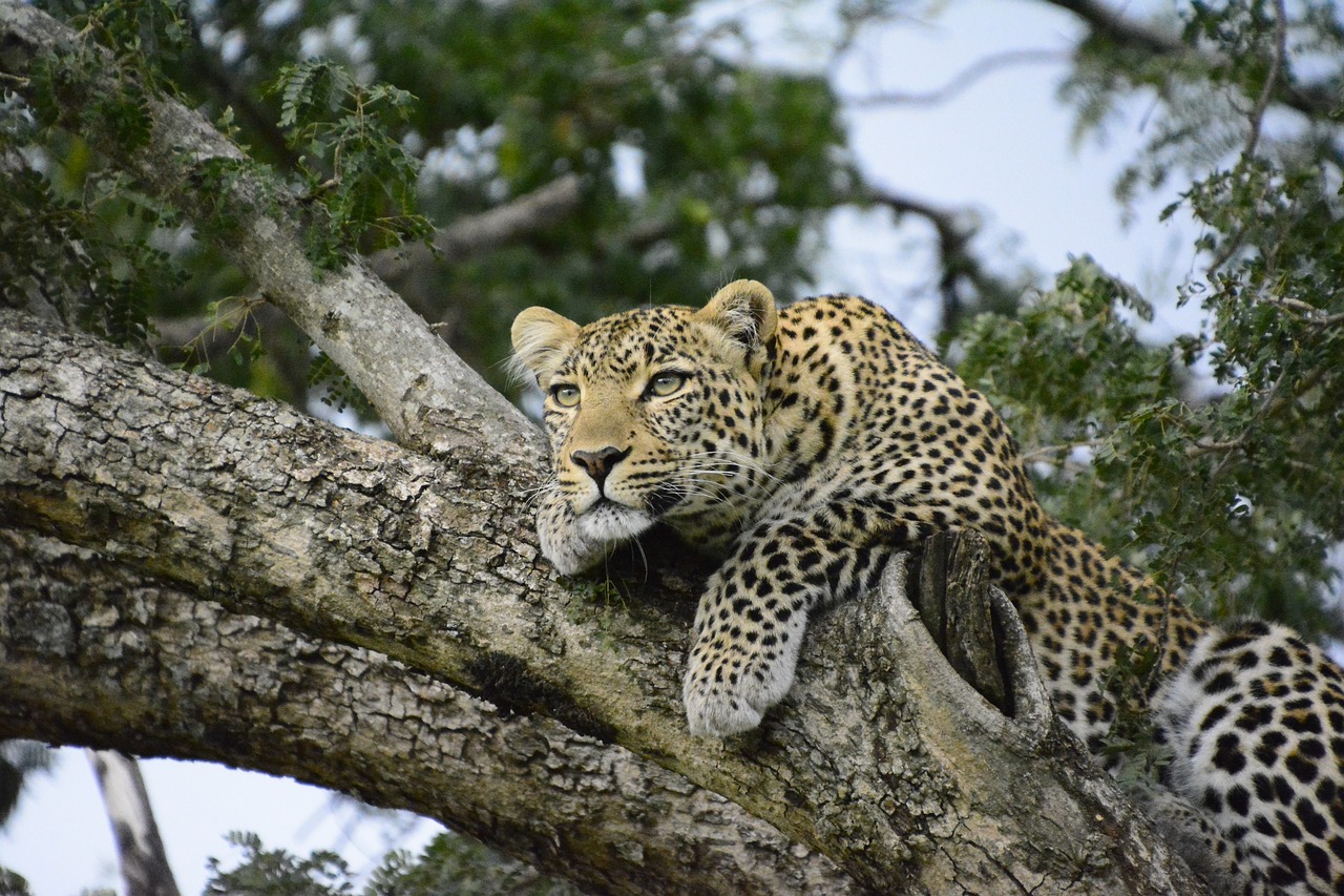 Leopard während einer Kenia Safari im Kenia Urlaub