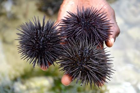 am Strand des Indischen Ozeans während einer Keniareise mit mit KeniaSpezialist Keniaurlaub.de Reisekontor Schmidt Leipzig