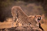 Gepard während einer Kenia Safari mit KeniaSpezialist Keniaurlaub.de Reisekontor Schmidt Leipzig