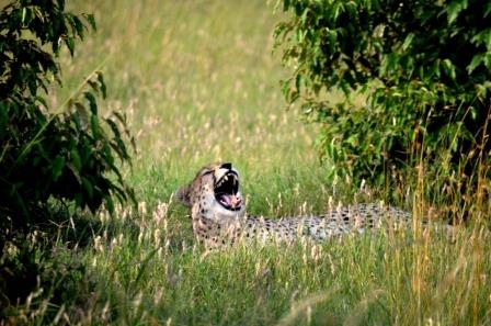 Gepard während einer Kenia Safari mit KeniaSpezialist Keniaurlaub.de Reisekontor Schmidt Leipzig