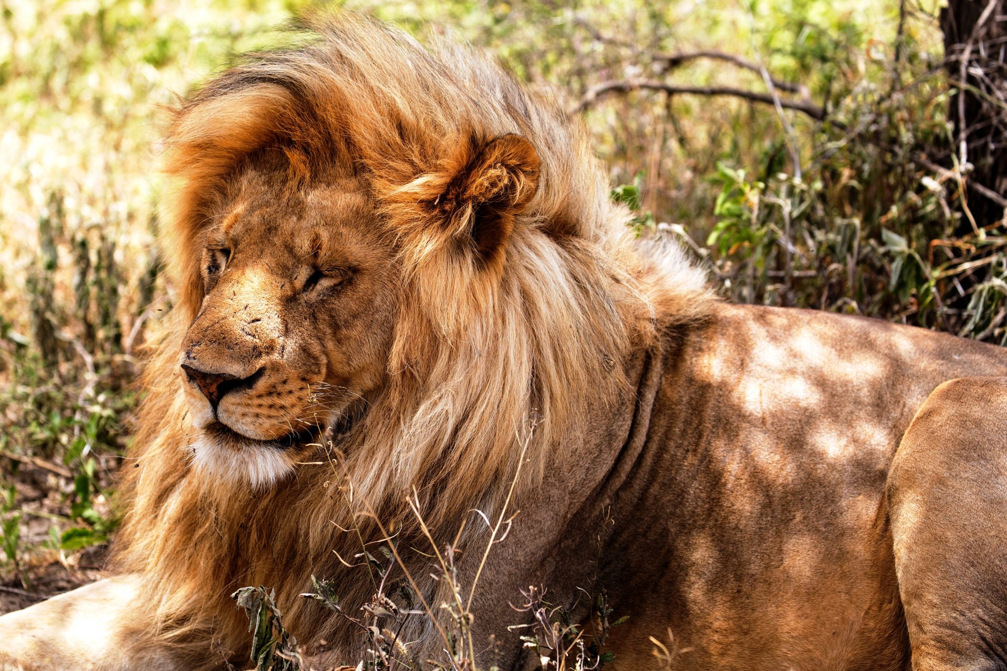 Löwe während einer Kenia Safari - gebucht über KeniaSpezailist keniaurlaub.de Reisekontor Schmidt Leipzig