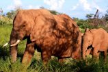 Elefanten während einer Kenia Safari mit KeniaSpezialist Keniaurlaub.de Reisekontor Schmidt Leipzig