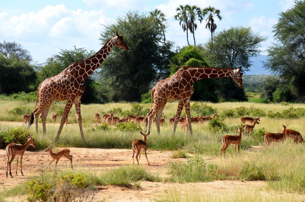 Während einer Kenia Safari mit KeniaSpezialist Keniaurlaub.de Reisekontor Schmidt Leipzig