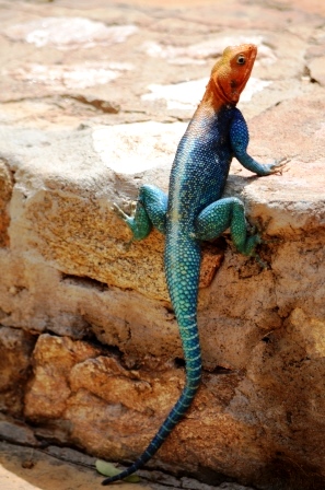 An Kenias Küste während einer Kenia Reise mit KeniaSpezialist Keniaurlaub.de Reisekontor Schmidt Leipzig