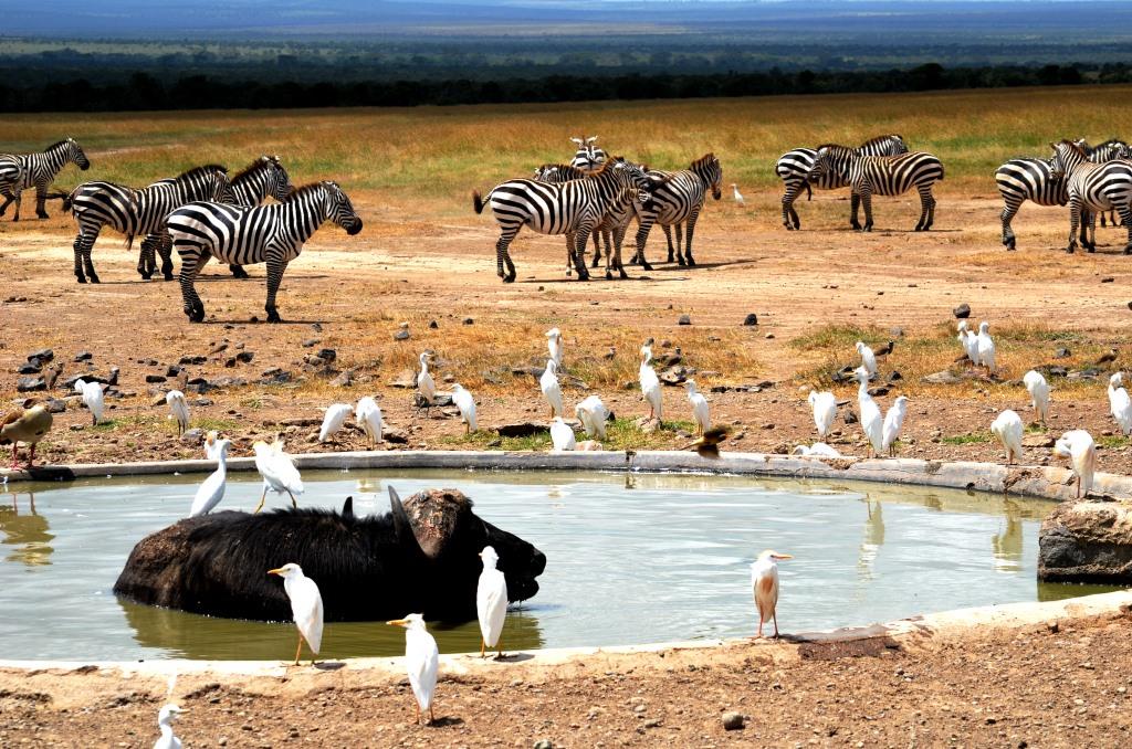 während einer Kenia Safari mit KeniaSpezialist Keniaurlaub.de Reisekontor Schmidt Leipzig