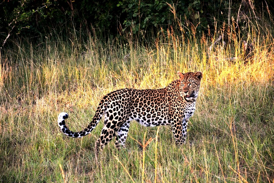 Leopard während einer Kenia Safari