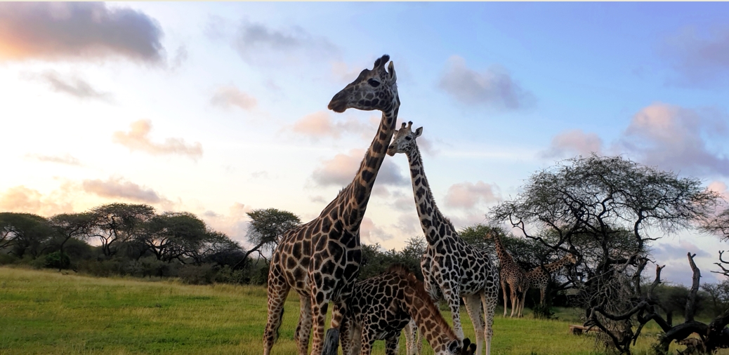 Giraffen hautnah während einer Safari in Kenia mit Keniaspezialist keniaurlaub.de Reisekontor Schmidt Leipzig