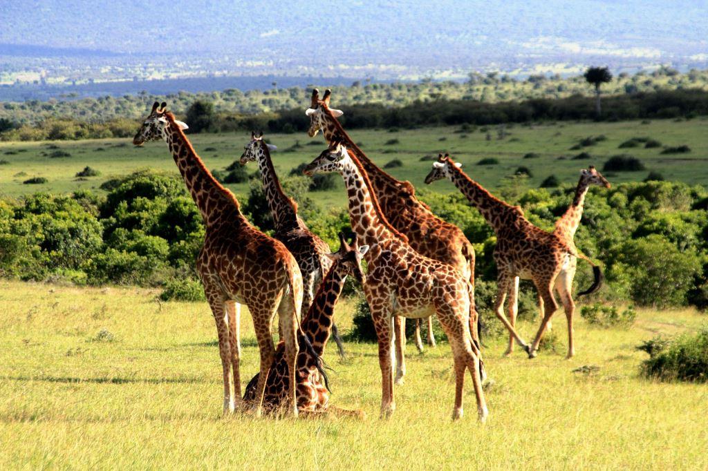 Giraffen in Kenia während einer Safari mit keniaurlaub.de KeniaSpezialist Reisekontor Schmidt Leipzig