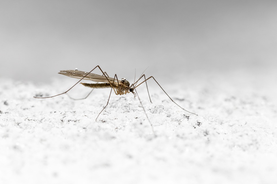Malaria Mücke, Anopheles Mücke