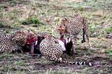 Geparden beim Fressen während einer Kenia Safari beobachtet