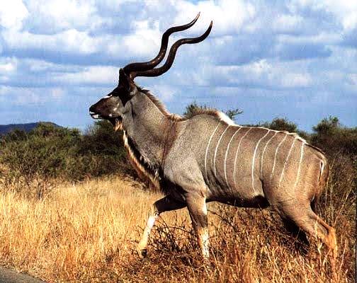Kudu während einer Keniasafari mit Keniaurlaub.de