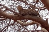 Leopard während einer Kenia Safari Tour