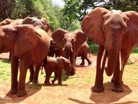ausgewilderte Elefanten des Sheldrick Wildlife Trust in Kenia