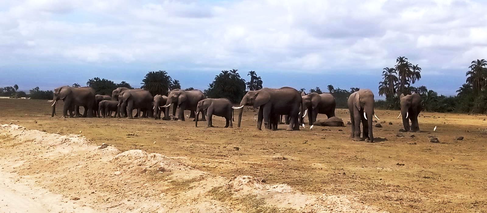 Elefantenherde bei einer Kenia Safari