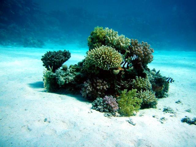 Korallen im Indischen Ozean Kenia
