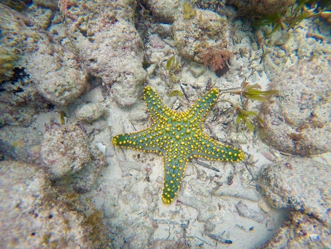 Schnorcheln Tauchen in Kenia am Diani Beach