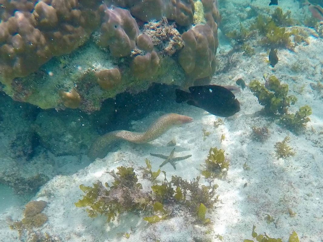Schnorcheln Tauchen in Kenia am Diani Beach