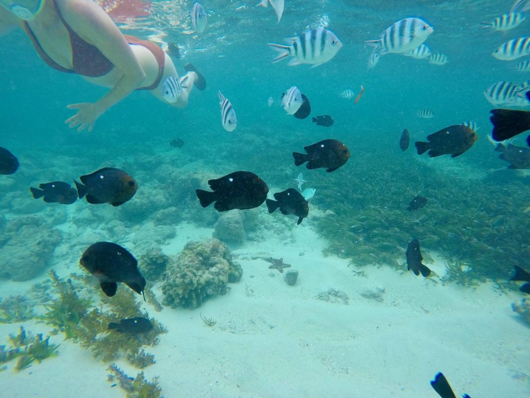 Schnorcheln Tauchen in Kenia am Diani Beach