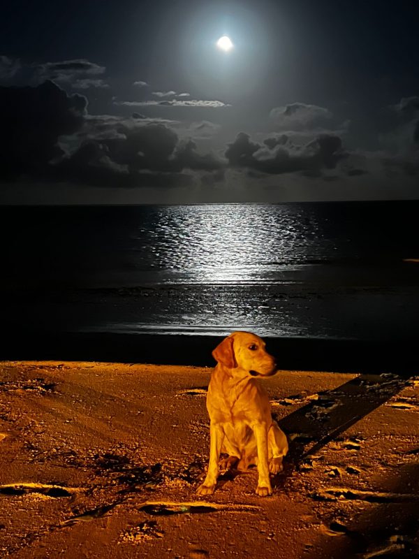 Strand am Hotel Pinewood Beach Resort Diani Beach Kenia