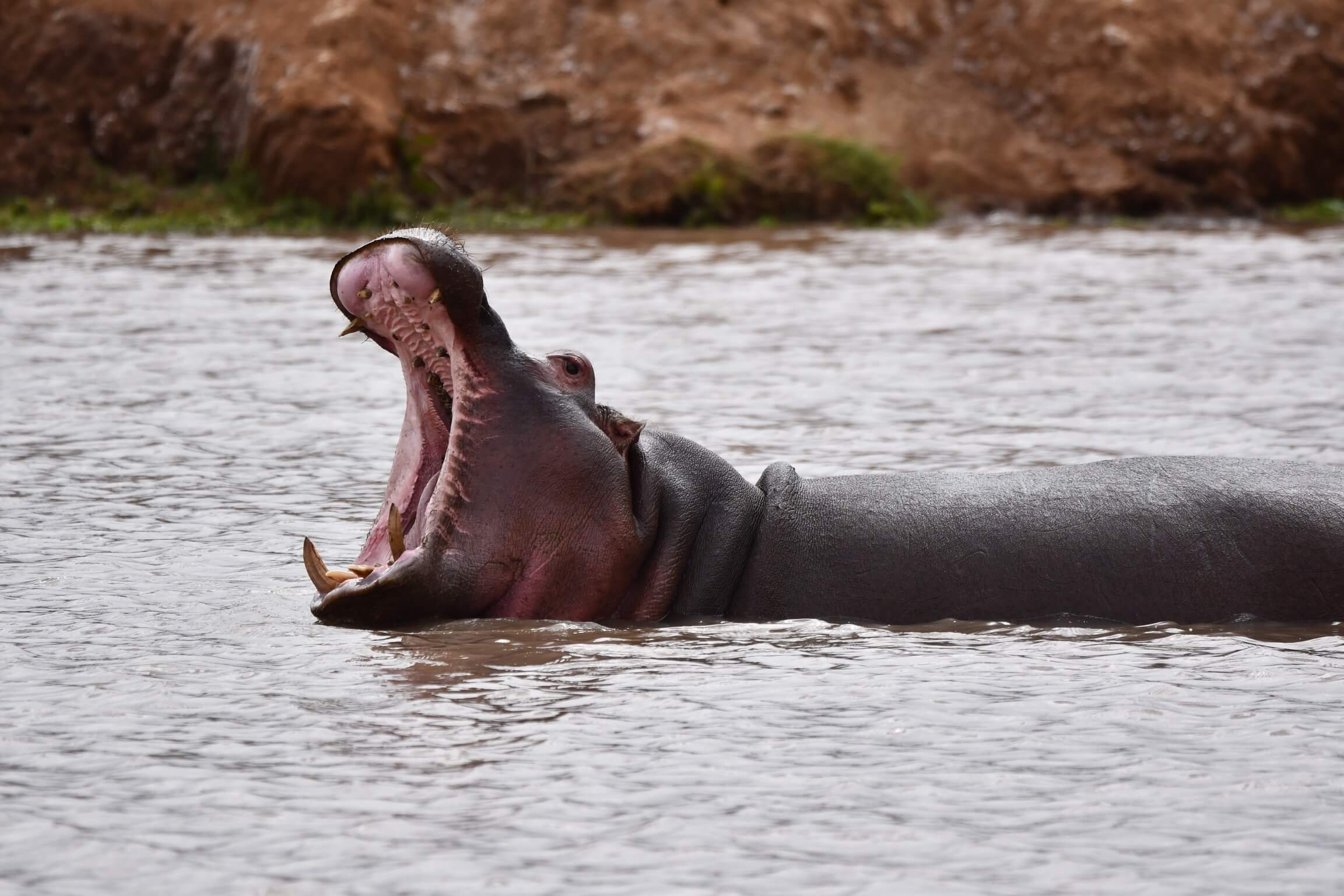 Flusspferde während einer Kenia Safari