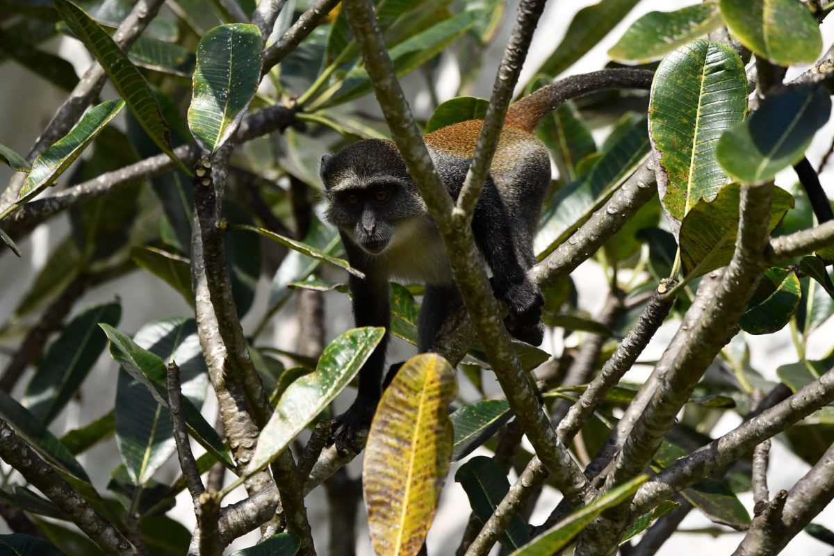 Affe im Keniaurlaub