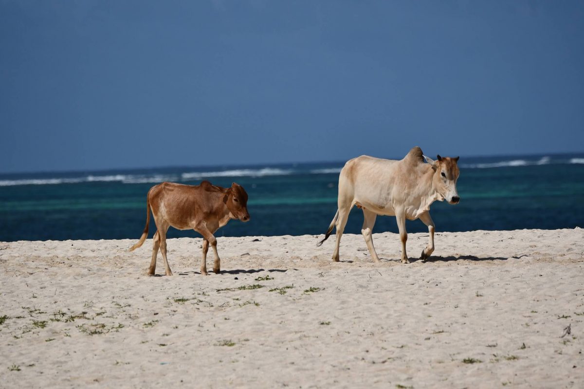 Strand Diani Beach im Keniaurlaub