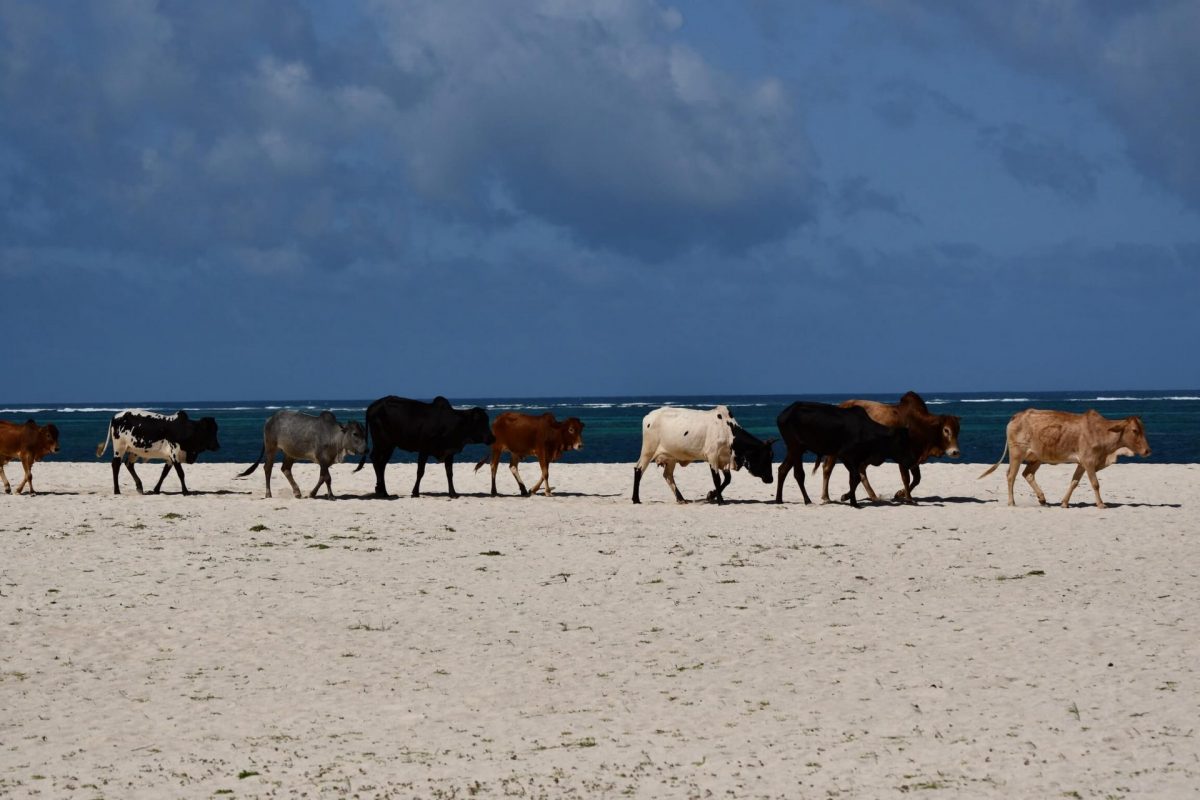 Strand Diani Beach im Keniaurlaub