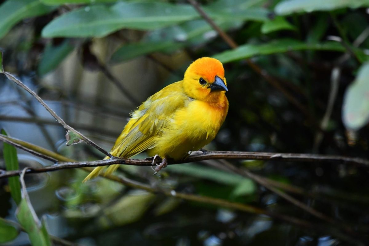 Webervogel im Keniaurlaub